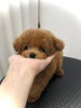 くまきち　ʕ•ᴥ•ʔ「ぱぱ＆まま募集　(*´꒳`*)」