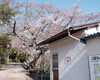 標本木は、「城山公園」倉庫の奥の木です。※咲いたらこんな感じ（昨年の写真です）「咲いた咲いた、桜が咲いた🌸✨【まちワク新見！2026年3月27日】」