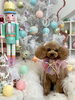 チョコちゃん「MerryXmas🎄」