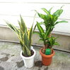 幸福の木・サンスベリア「観葉植物が入荷しています」