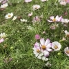 ２０１８年10月10日現在　コスモス畑　開花状況