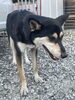 「迷い犬を保護しています【西条市丹原町関屋131番地付近（丹原／萬福寺近辺）】」