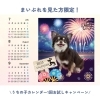 「BUBBLES DOG【まいぷれ川口掲載店の最新情報】」