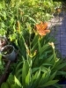 「暑さに負けず、茶花、頑張ってますが」