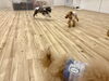 追いかけっこ中〜「ましゅまろ幼稚園🐾」