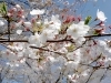眉山公園
