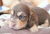 「ミニチュアダックス専門犬舎」