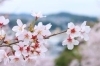 桜スポット特集 佐世保市 佐々町 波佐見町 川棚町の花見スポット まいぷれ 佐世保