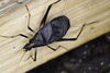 木片にも、虫の嫌いなスタッフが「ギャー」というかも「地域の方がスズムシを持ってきてくださいました。」
