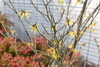 マンサクの花「マンサクの花」