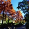 ■紅葉スポット■　横浜市金沢区【富岡八幡公園】