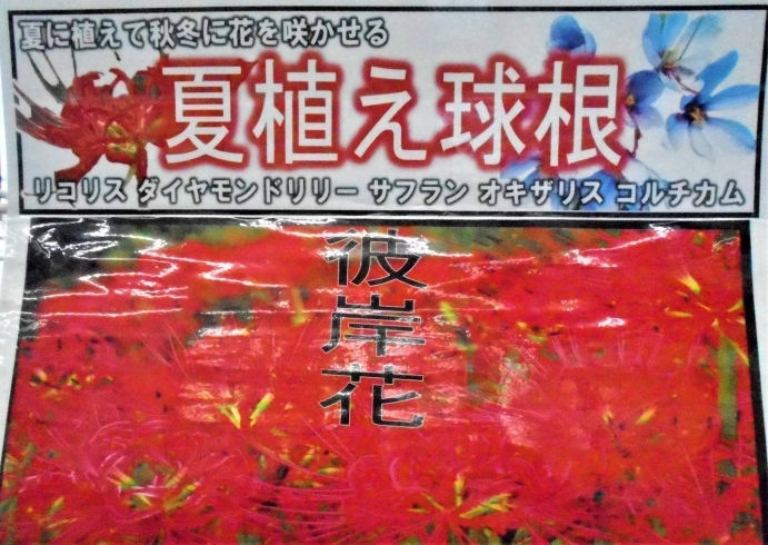 夏植え球根を各種 豊富に取り揃えております ホームセンタームサシ長井店のニュース まいぷれ 長井 西置賜 夏植え球根を各種 豊富に取り揃えております ホームセンタームサシ長井店のニュース まいぷれ 長井 西置賜