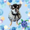 「Dog salon mofu mofu　余市町」