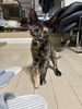 「【愛媛県新居浜市】里親募集のお知らせ！」
