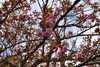 「サクラ開花情報」