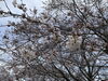 斎宮歴史博物館　北側芝生広場「斎宮歴史博物館　桜開花状況🌸」