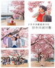 「【河津桜撮影会のご案内】」