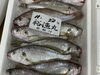 「冷凍では塩引き鮭の切り身、鮭の味噌漬け、干物など販売中です‼️」