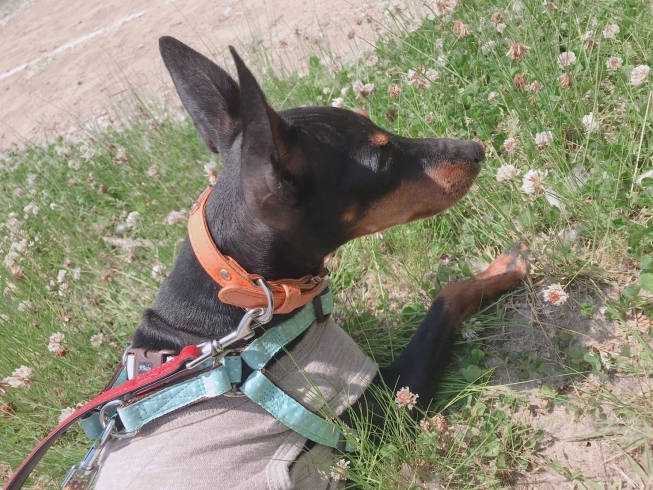 「お散歩中トレーニング★新潟市犬の保育園♪犬の社会化わんちゃんのしつけHappyTail」