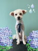 「Dog salon mofu mofu　余市町」
