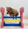 ねむくんもジャンプ💨「ましゅまろ幼稚園🐾」