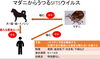 ダニ「SFTS（重症熱性血小板減少症候群）の主な感染経路について」