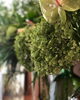 観葉植物「グリーンチェンジ」