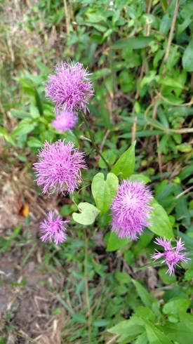 初めて出会いましたタムラソウ(キク科)に♥「定例観察会六甲山心経岩辺り本番」
