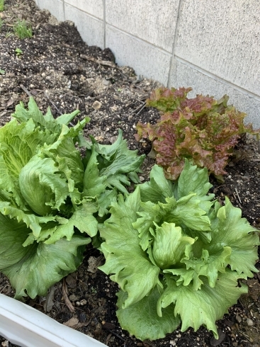 「畑の野菜たち」