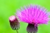 ノハラアザミ「この紫は？　シモツケももう少しで開花です。」