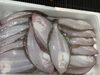 「鮮魚入荷致しました。[岩牡蠣は７月から販売致します。]」