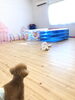 ぱんちゃんのバタバタ遊びを観察中　byぽんかんくん「ましゅまろ幼稚園　^o^」