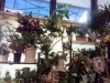 「観葉植物たくさん入ってます♪」