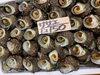 「岩船産岩牡蠣販売中でーす‼️」