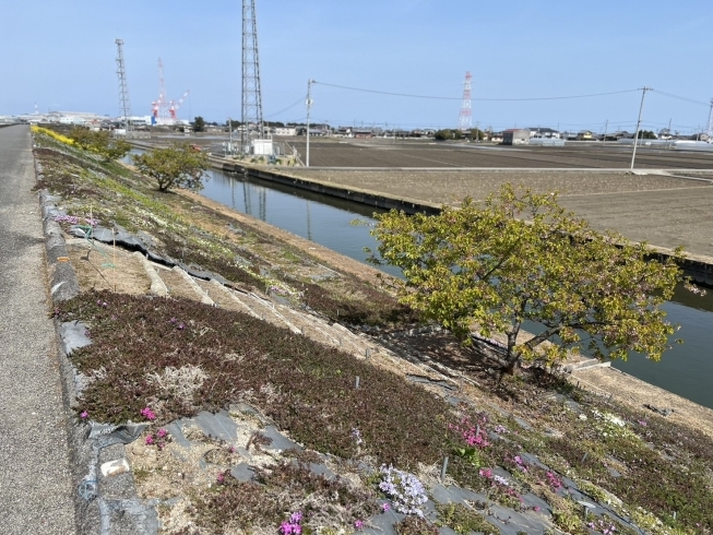 禎瑞の芝桜。写真の左奥のほうに菜の花が咲いています「菜の花がひろがる、中山川の河口（2024年3月22日）」