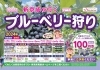 夏のフルーツ狩り特集！ 新京成で行くブルーベリー狩り2024
