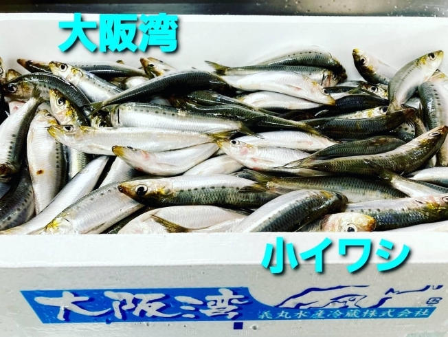 本日のお刺身 大阪湾 小イワシ しまね定置もん ハマチ 天然タイ 寺津屋 仕出し 会席料理のニュース まいぷれ 松江 本日のお刺身 大阪湾 小イワシ しまね定置もん ハマチ 天然タイ 寺津屋 仕出し 会席料理のニュース まいぷれ 松江