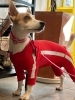 「犬に洋服は必要でしょうか？」