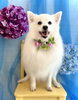 ＣＯＣＯちゃん「わんこと紫陽花」