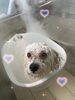 カシミアタッチトリートメント中♡♡「お友達♡ Dog salon mofu mofu 余市町」