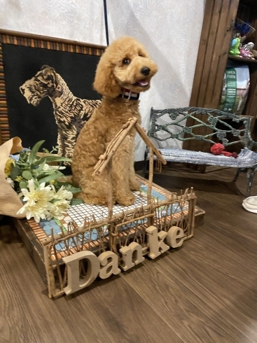 ハイポーズ(☆∀☆)「犬用品とサロンのお店Dankeが、わんちゃんと触れ合うことで伝えられる事。」