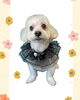 「Dog salon mofu mofu　余市町」