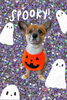 「Dog salon mofu mofu　余市町」