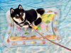 ニコちゃん「波とわんこ🌊」