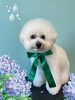 「Dog salon mofu mofu　余市町」