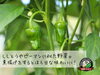 「岩手県遠野市産『遠野パドロン』です。」