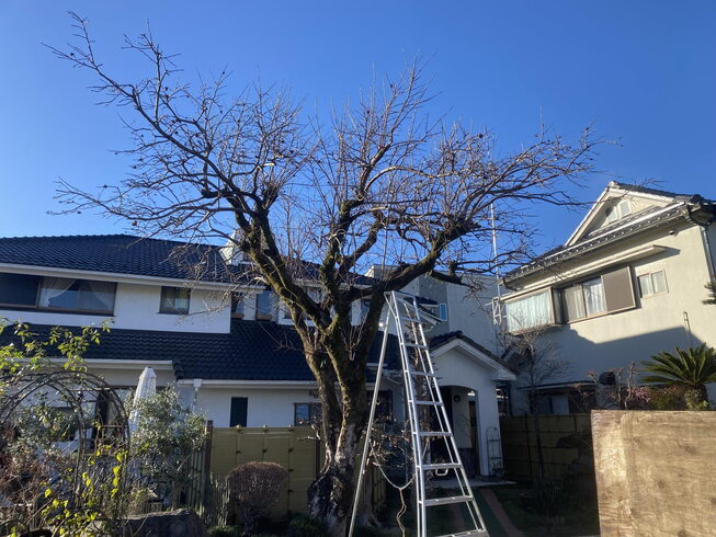 カキ強剪定作業前「庭木の剪定・伐採・草刈(相模原)施工事例」