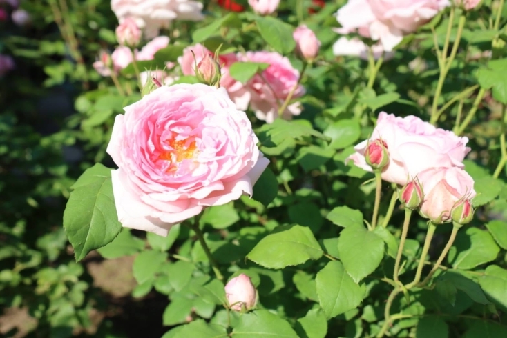 薔薇優しく美しく気高い。人としてもそうでありたい。「二宮低「バラ園」「日本庭園」　撮影会」