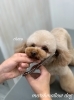 「秋のオプションキャンペーン　（＾Ｏ＾）」