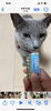 モコちゃん「9月はシッター多め【⠀札幌 北区 catbeard キャットビヤード】」